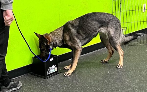 Sport Detection School: BLOCK 1- The Beginning of Odor Pays Process