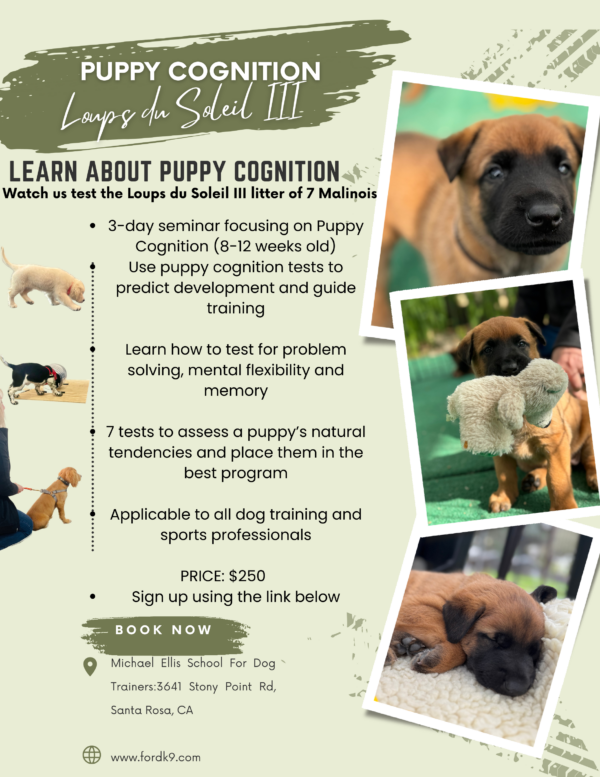 Puppy Cognition: April 18-20 2025